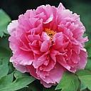 peony.jpg